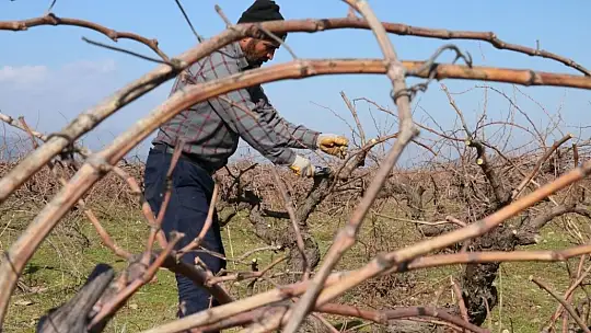 Meşhur Antep karası üzümünün budaması başladı