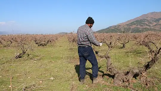 Meşhur Antep karası üzümünün budaması başladı