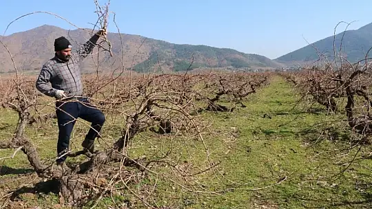 Meşhur Antep karası üzümünün budaması başladı