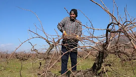 Meşhur Antep karası üzümünün budaması başladı