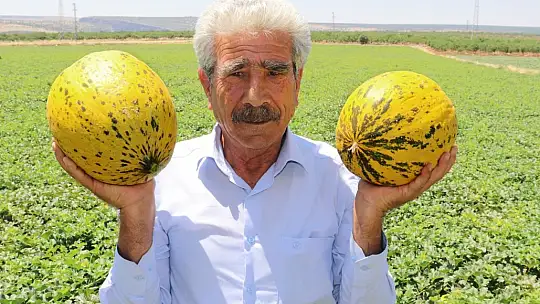 Mevsimin ilk Araban kavunu 25 gün erken yetişti