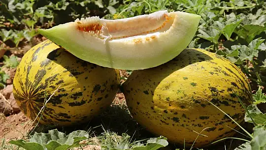 Mevsimin ilk Araban kavunu 25 gün erken yetişti