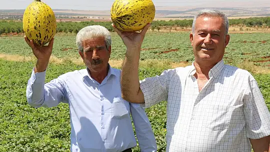 Mevsimin ilk Araban kavunu 25 gün erken yetişti
