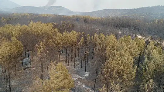Muğla'da ormanlar alev alev yandı, tahribat gün aydınlanınca ortaya çıktı