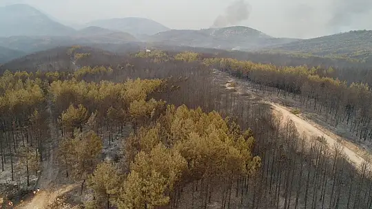 Muğla'da ormanlar alev alev yandı, tahribat gün aydınlanınca ortaya çıktı