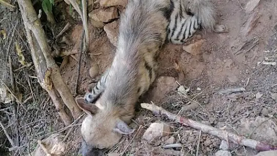 Nesli tükenme tehlikesi olan çizgili sırtlan bulundu