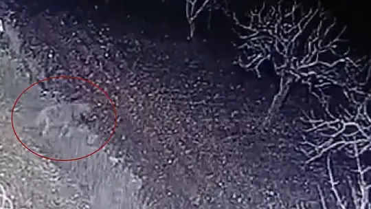Nesli tükenme tehlikesi olan çizgili sırtlan, Gaziantep'te kameraya yakalandı