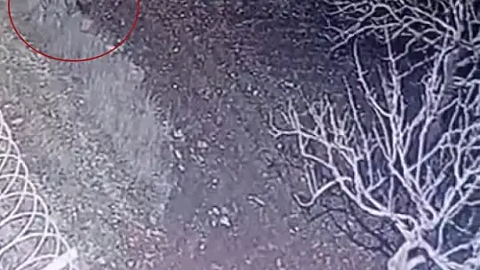 Nesli tükenme tehlikesi olan çizgili sırtlan, Gaziantep'te kameraya yakalandı