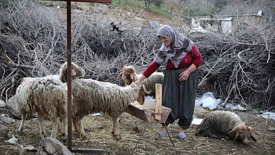 Nurdağı'nda 605 saat sonra 5 koyun sağ çıkarıldı