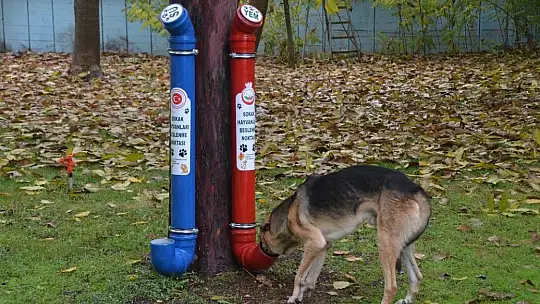 Oğuzeli'nde sokak hayvanları için örnek davranış
