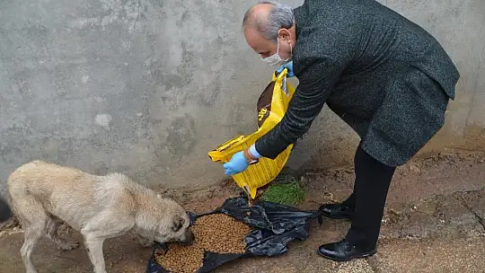 Oğuzeli'nde sokak hayvanları için örnek davranış
