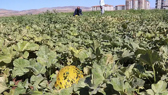 Araban'da ikinci üründe yüksek rekolte sevinci