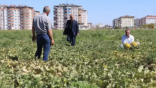 Araban'da ikinci üründe yüksek rekolte sevinci
