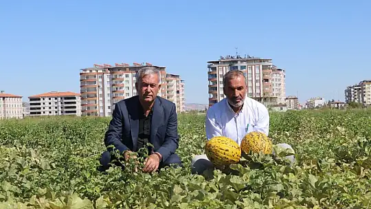 Araban'da ikinci üründe yüksek rekolte sevinci