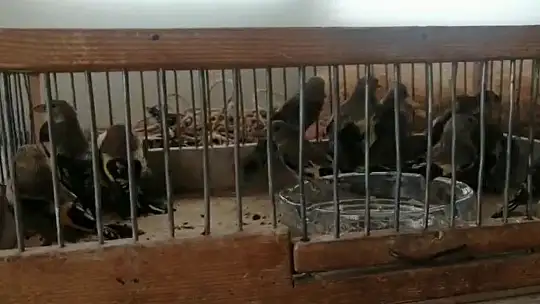 Özel düzenekle saka kuşu avlayan kaçak avcılar jandarmaya yakalandı