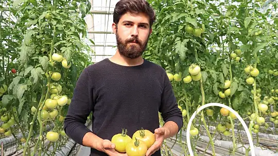Sıcak su ile yıllık bin 200 ton domates üretiliyor