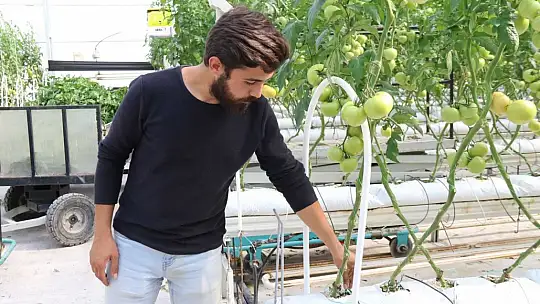 Sıcak su ile yıllık bin 200 ton domates üretiliyor