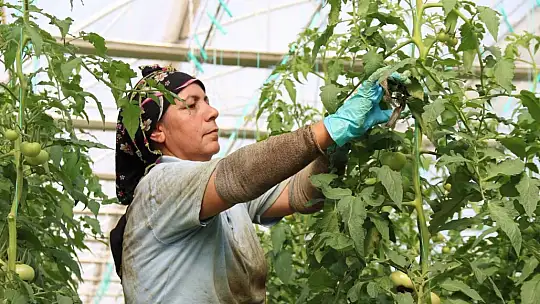 Sıcak su ile yıllık bin 200 ton domates üretiliyor