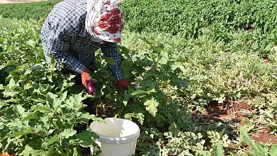 Patlıcan ve biberler kadınların elinde Gaziantep'in tescilli lezzeti 'kurutmalık' oluyor