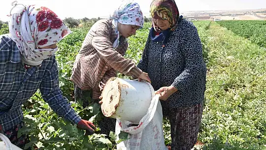 Patlıcan ve biberler kadınların elinde Gaziantep'in tescilli lezzeti 'kurutmalık' oluyor