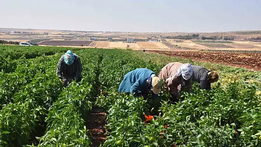 Patlıcan ve biberler kadınların elinde Gaziantep'in tescilli lezzeti 'kurutmalık' oluyor