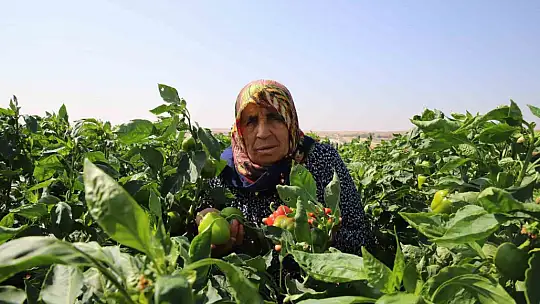 Patlıcan ve biberler kadınların elinde Gaziantep'in tescilli lezzeti 'kurutmalık' oluyor