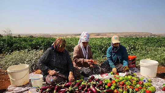 Patlıcan ve biberler kadınların elinde Gaziantep'in tescilli lezzeti 'kurutmalık' oluyor
