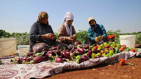 Patlıcan ve biberler kadınların elinde Gaziantep'in tescilli lezzeti 'kurutmalık' oluyor