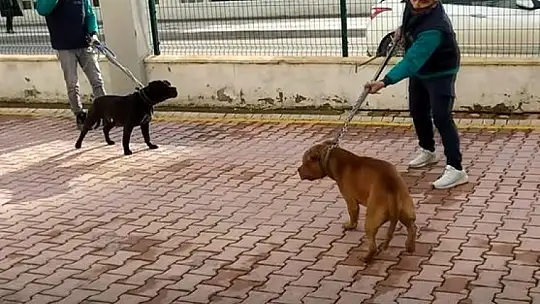 Pitbull saldırısına uğrayan Asiye, Antalya'ya sevk edildi