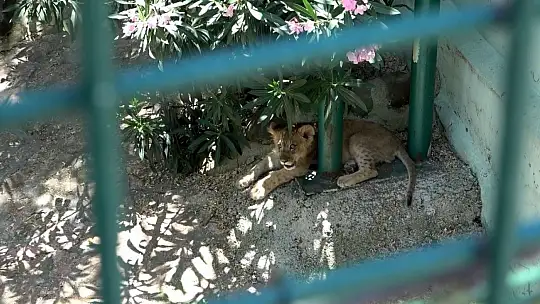 Rezidanstan hayvanat bahçesine