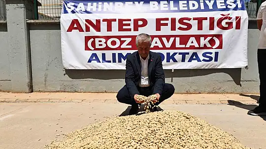Şahinbey Belediyesi fıstık alımına başladı