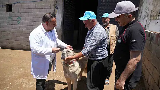 Şahinbey Belediyesi köpeklere sahip çıkıyor