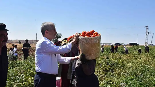 Şahinbey'de domatesin fiyatı tarladan pazara değişmiyor
