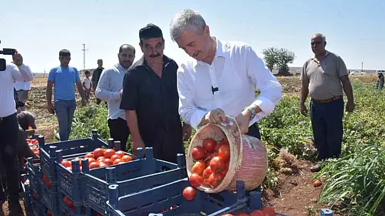 Şahinbey'de domatesin fiyatı tarladan pazara değişmiyor