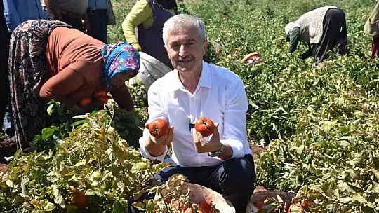Şahinbey'de domatesin fiyatı tarladan pazara değişmiyor