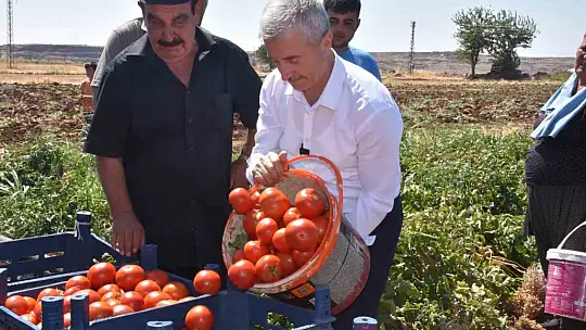 Şahinbey'de domatesin fiyatı tarladan pazara değişmiyor