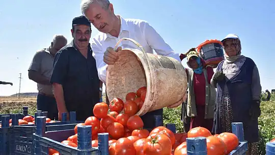 Şahinbey'de domatesin fiyatı tarladan pazara değişmiyor