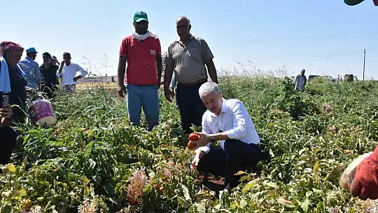 Şahinbey'de domatesin fiyatı tarladan pazara değişmiyor