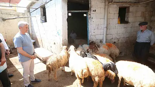 Şahinbey'de hayvancılık gelişiyor