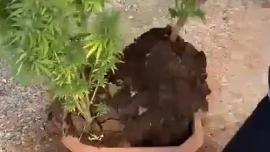 Saksıda uyuşturucuya polis darbesi