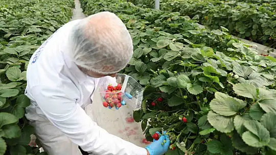Seranın ürünleri yaşlılara dağıtıldı