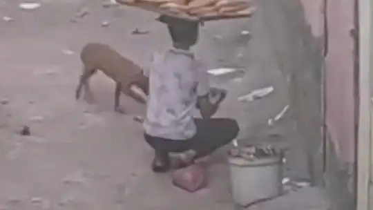 Simit satan çocuğun yavru kedi ve köpeğe merhameti yürekleri ısıttı
