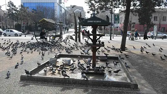 Sokak hayvanları için su çağrısı