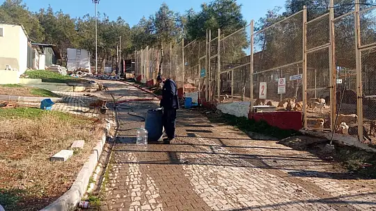 Sokak hayvanlarına sahip çıkıldı