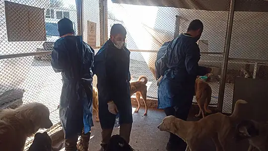 Sokak hayvanlarına sahip çıkıldı