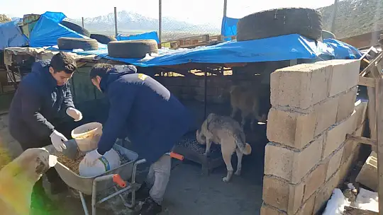 Sokak hayvanlarına sahip çıkıldı