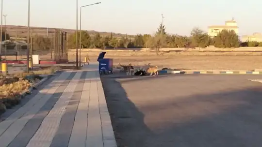 Sokak köpeklerinin keçiyi parçalama çalıştığı anlar kameraya yansıdı