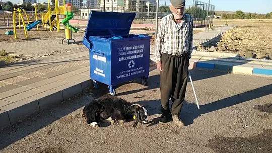 Sokak köpeklerinin keçiyi parçalama çalıştığı anlar kameraya yansıdı
