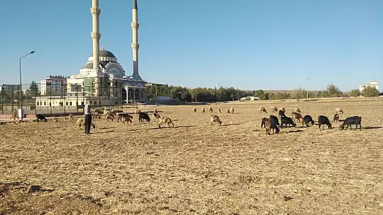 Sokak köpeklerinin keçiyi parçalama çalıştığı anlar kameraya yansıdı