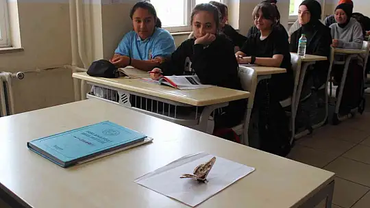 Sultanbeyli'de okulda görülen 17 santimlik dev kelebek görenleri şaşırttı